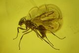 Fossil Fly (Diptera) In Baltic Amber #139021-2